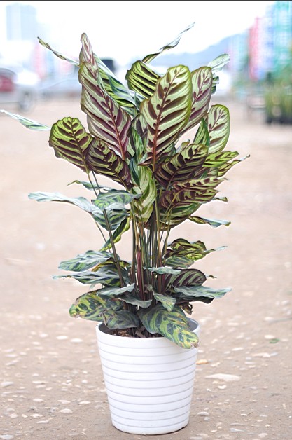 孔雀竹芋